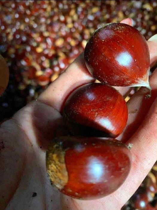 Castanhas matainhas