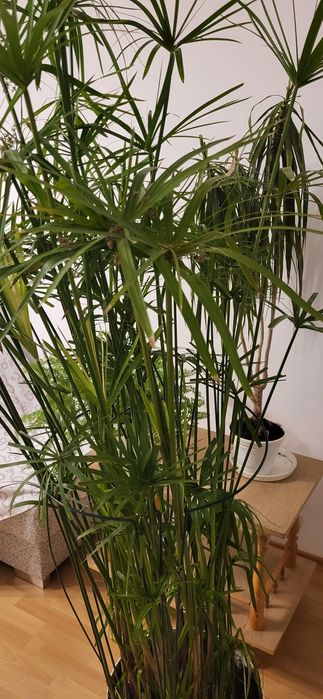 Kwiat, papirus. Cibora 1,9 m