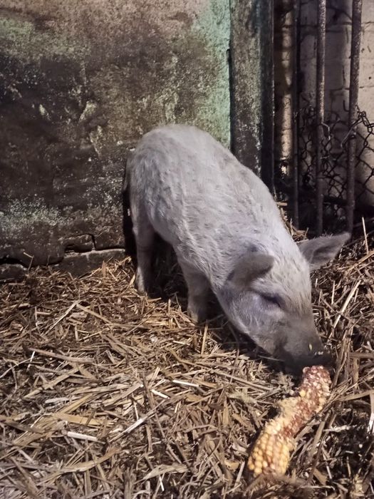 Поросята Угорська мангалиця