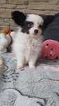 Papillon gotowy do odbioru