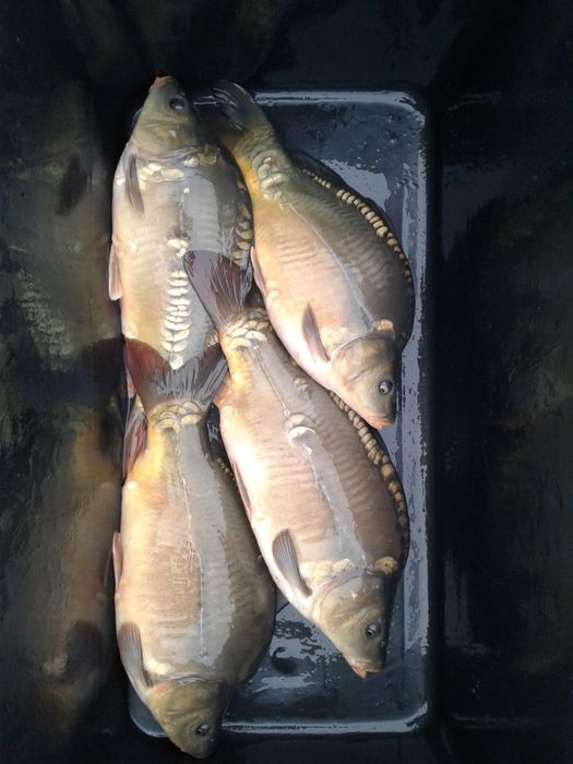 Sprzedaż Karpia / Karp żywy Tołpyga  Amur Zgorzelec