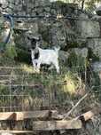 Casal de cabras anas