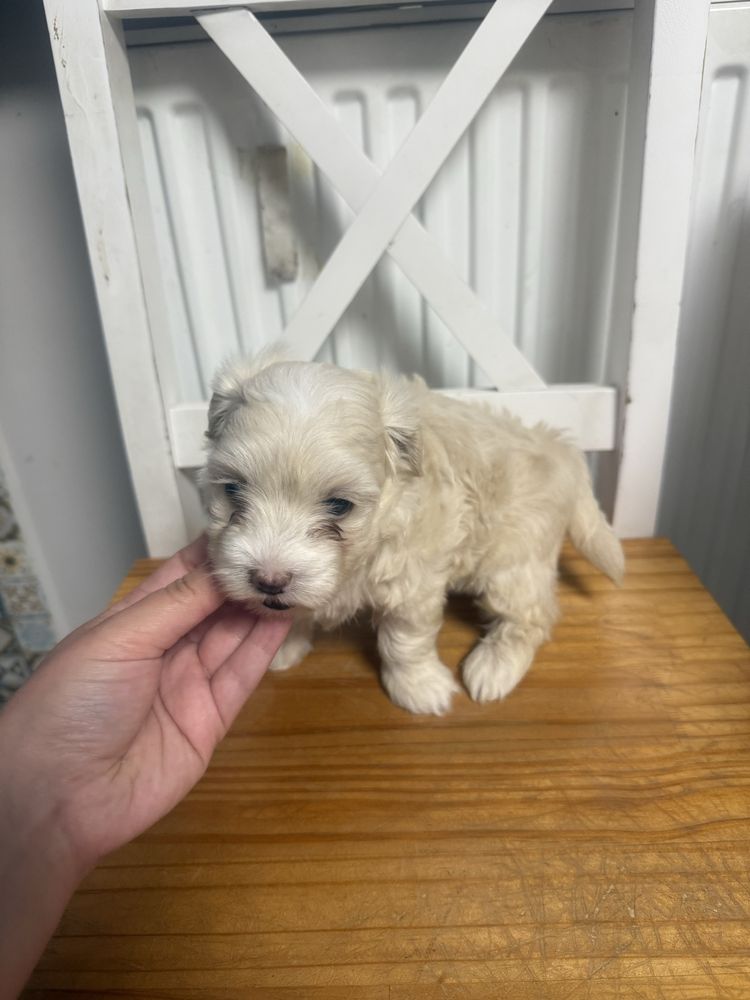 Maltipoo sunia juz do odbioru tata pudel toy badania