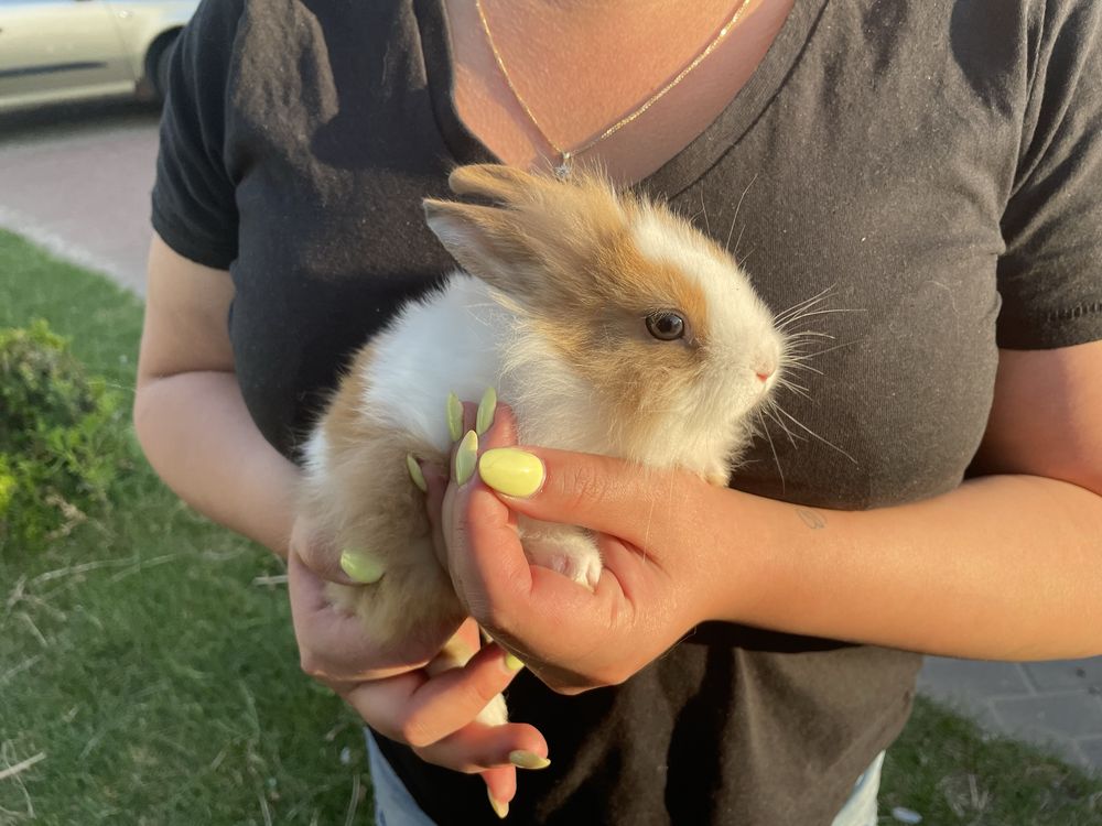 Królik miniaturka