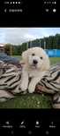 Piesek Golden retriever