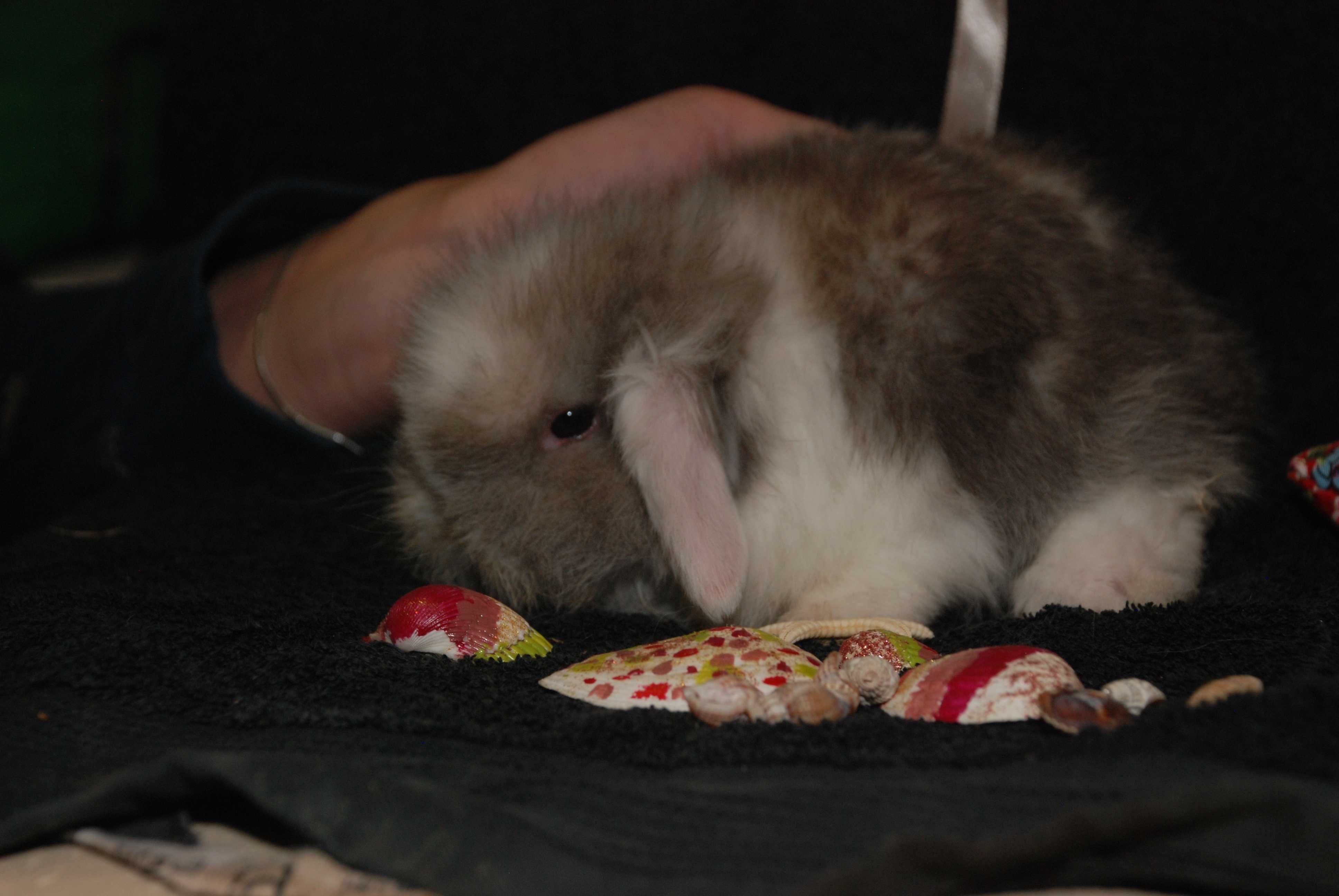 Масики мини кролясики - мини кролик вислоухий баранчик