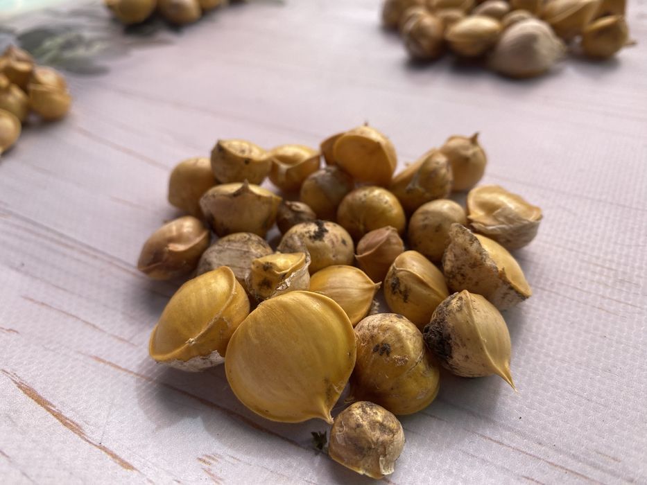 Рокамболь дітки слоновий часник