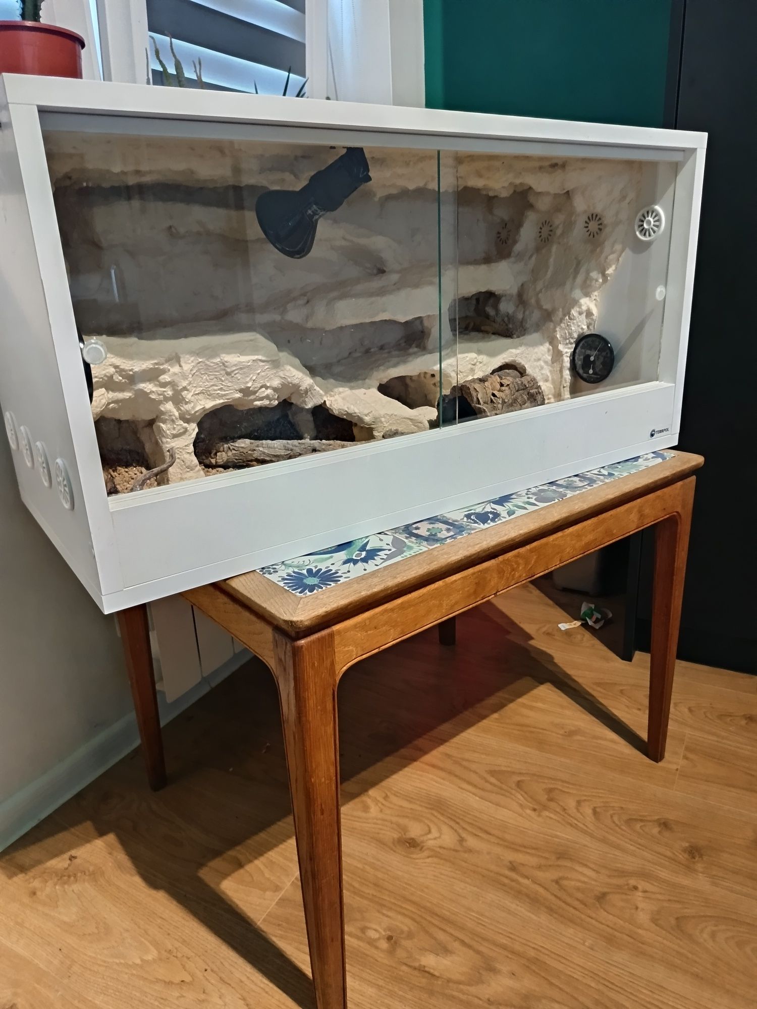 Gekon lamparci samiczka Tangerine Tremper Albino + terrarium