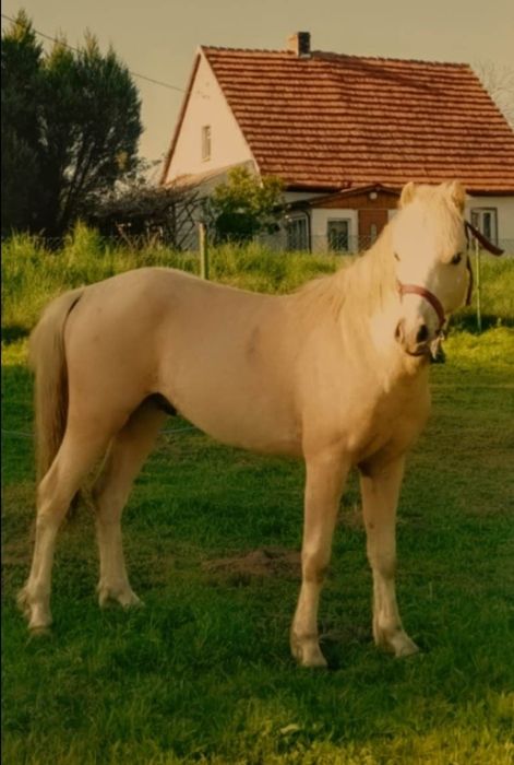 Kuc Walijski - Piękny Izabel!