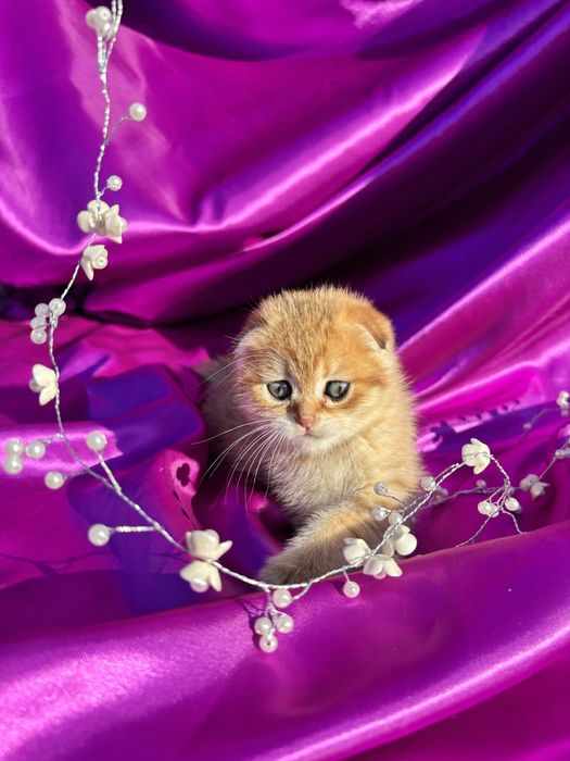 Золота шиншила чудова дівчинка