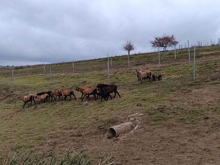 Sprzedam owce kameruńskie