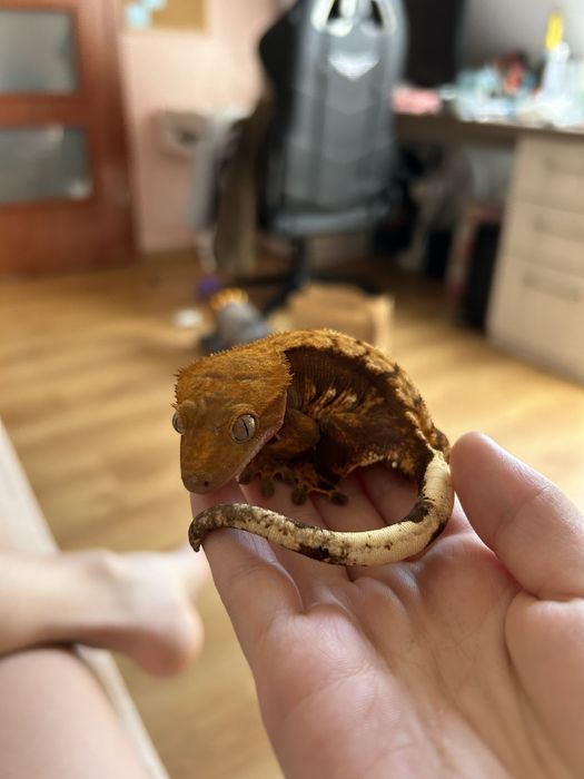 gekon orzesiony / crested gecko bez ogona!