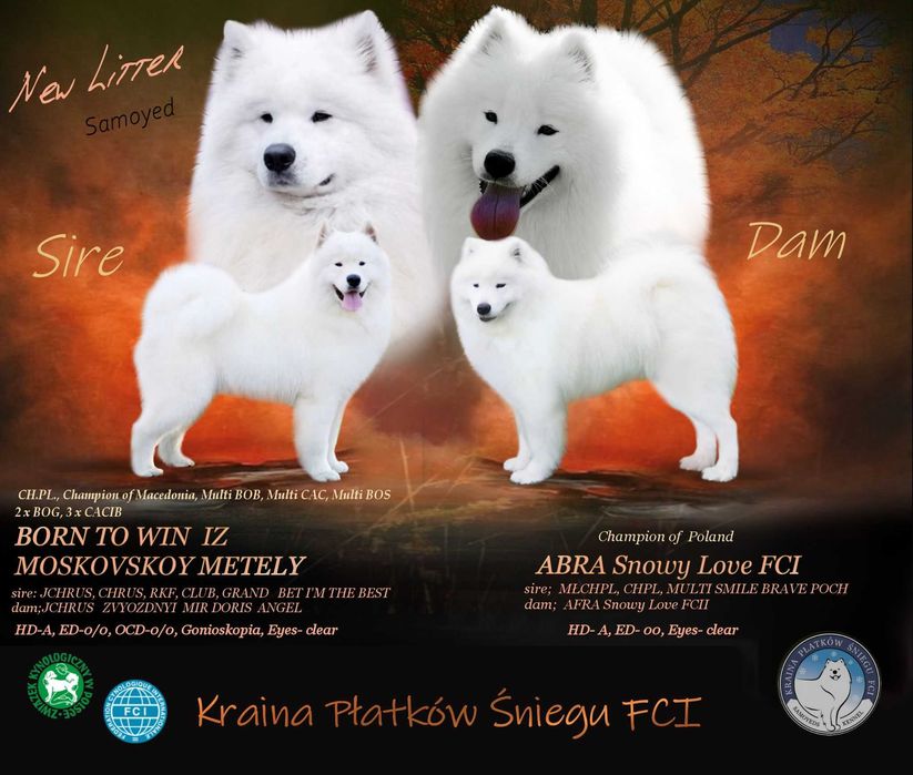 Samoyed Szczeniak ZKwP FCI