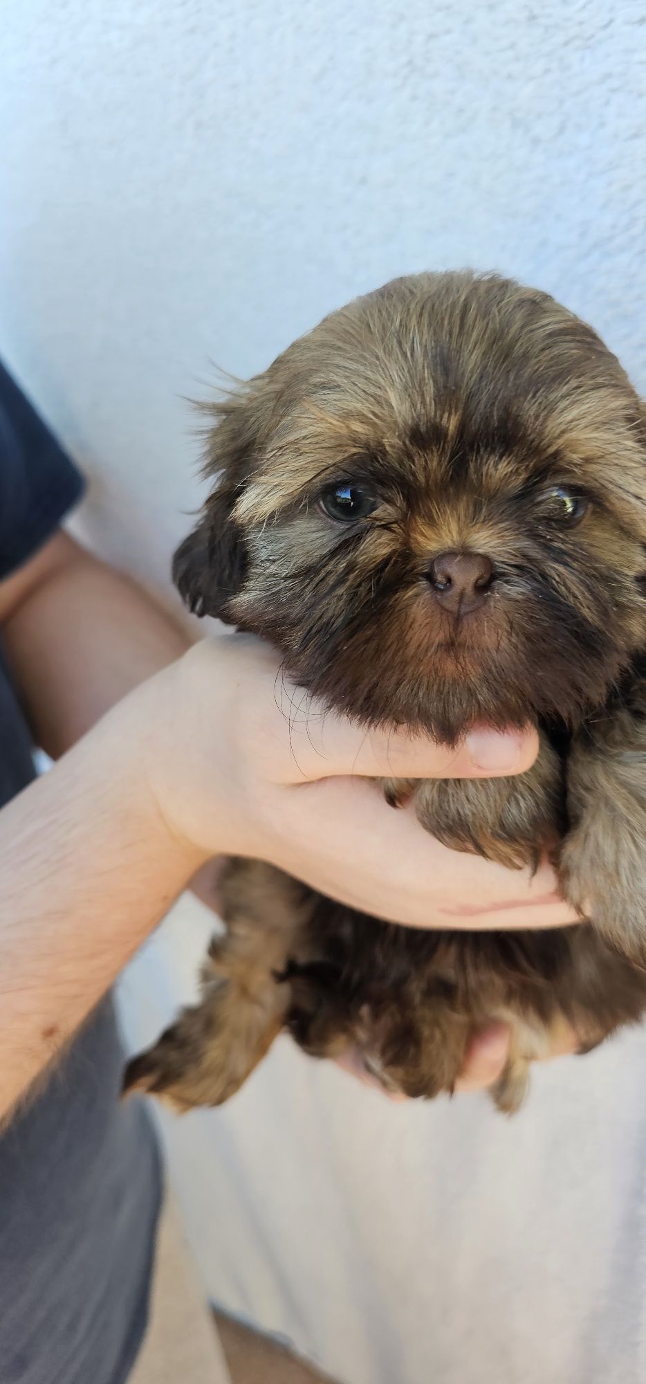 Shih tzu czekoladowa gotowa do odbioru