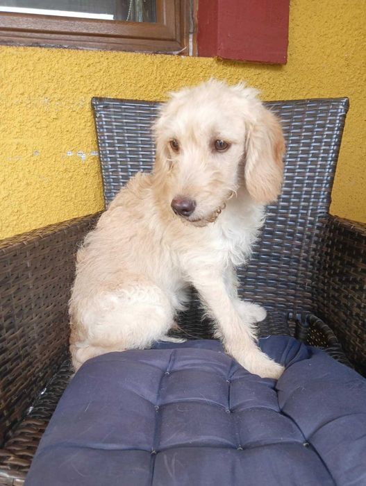 Labradoodle dorosła suczka