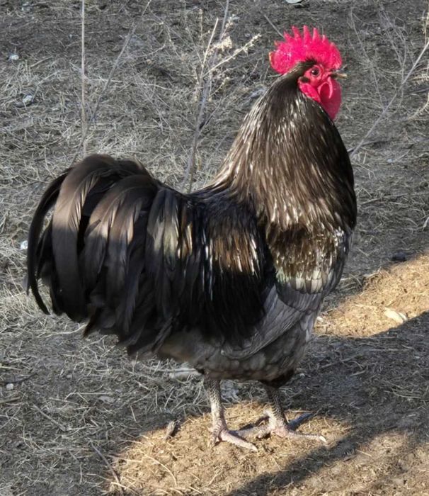 Jaja lęgowe, duże rasy na jednym wybiegu