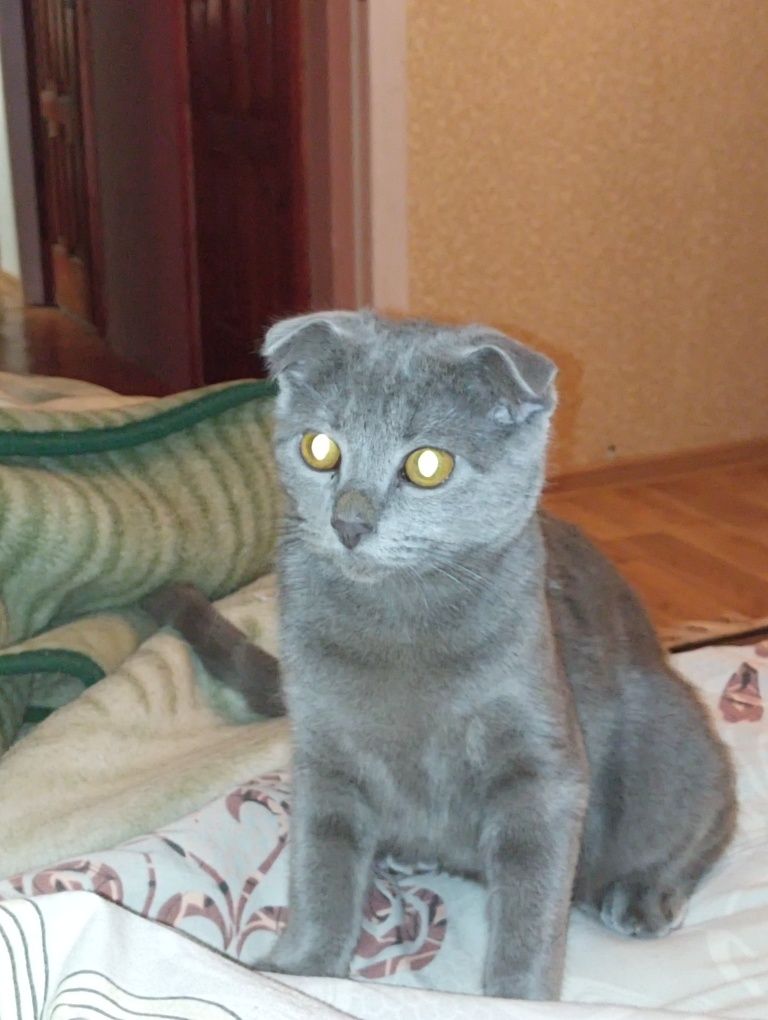Віддам кошенят у добрі руки