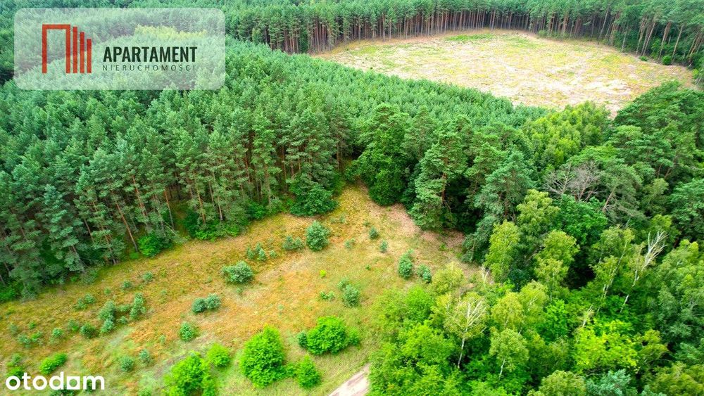 Cegielnik działka 1356m2 ze ścianą lasu