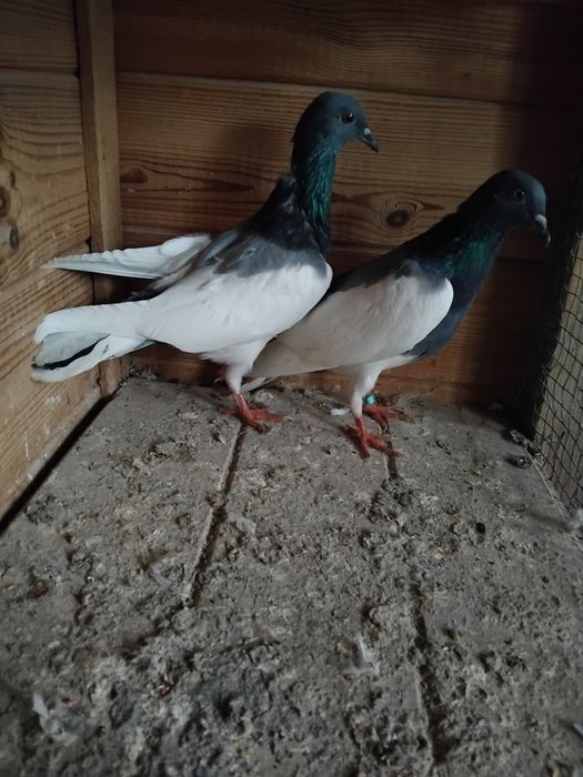 Gołębie ozdobne - murzyny