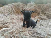 Chihuahua,  mini sunia