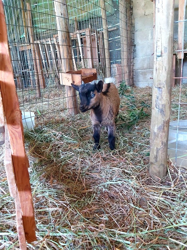 Cabras Micro Anãs - Pigmeu Olho Azul