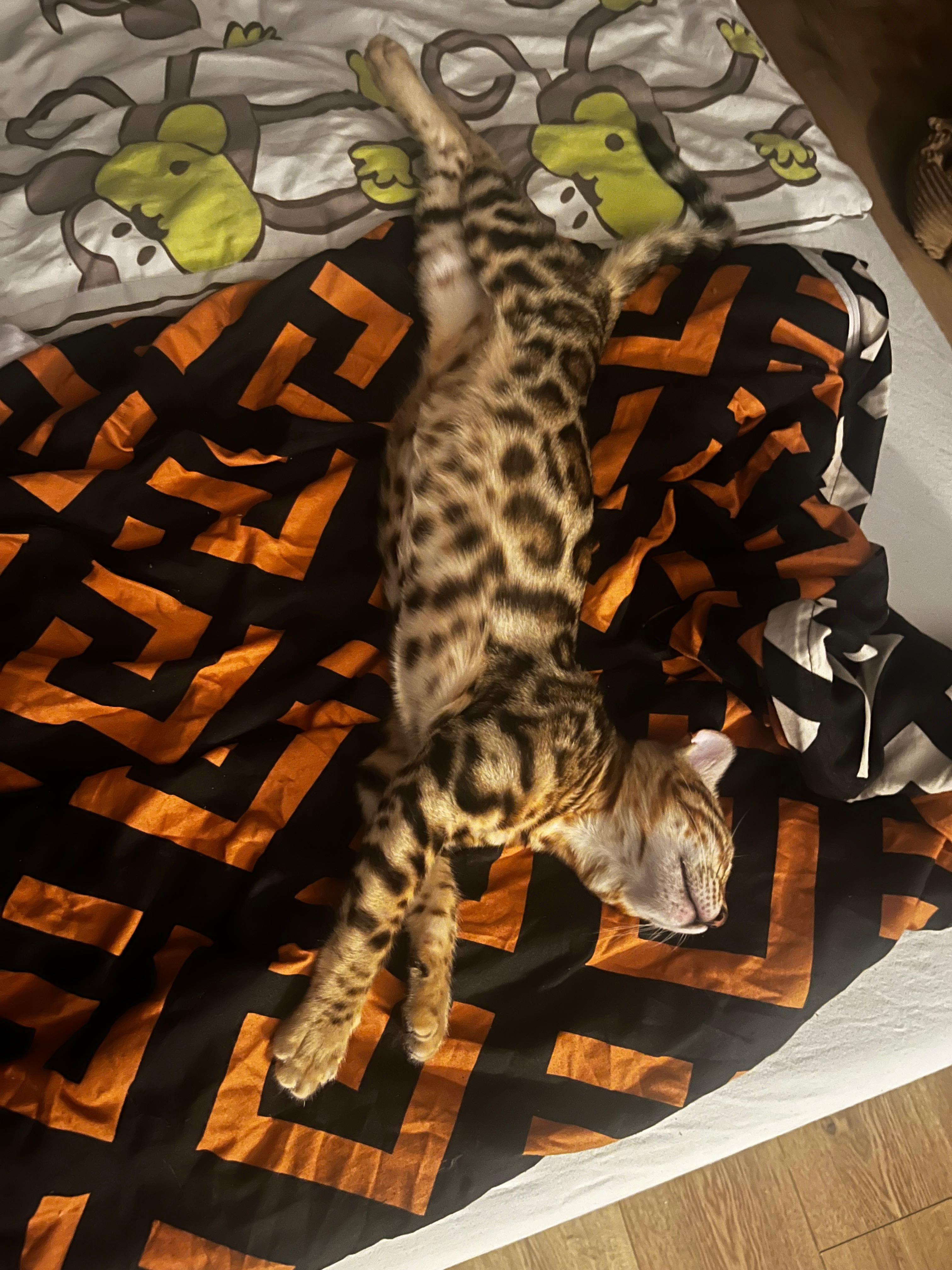 Kocurek bengalski w ciepłym brązie- gotowy do odbioru