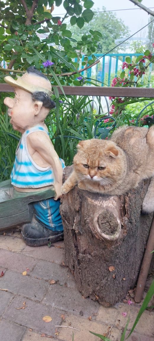 Шотландские вислоухие,  прямоухие котята