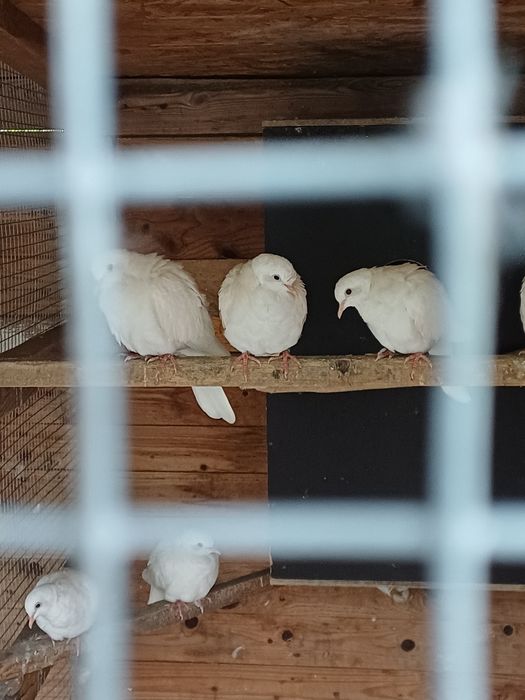 Gołębie cukrówki białe 25 zł