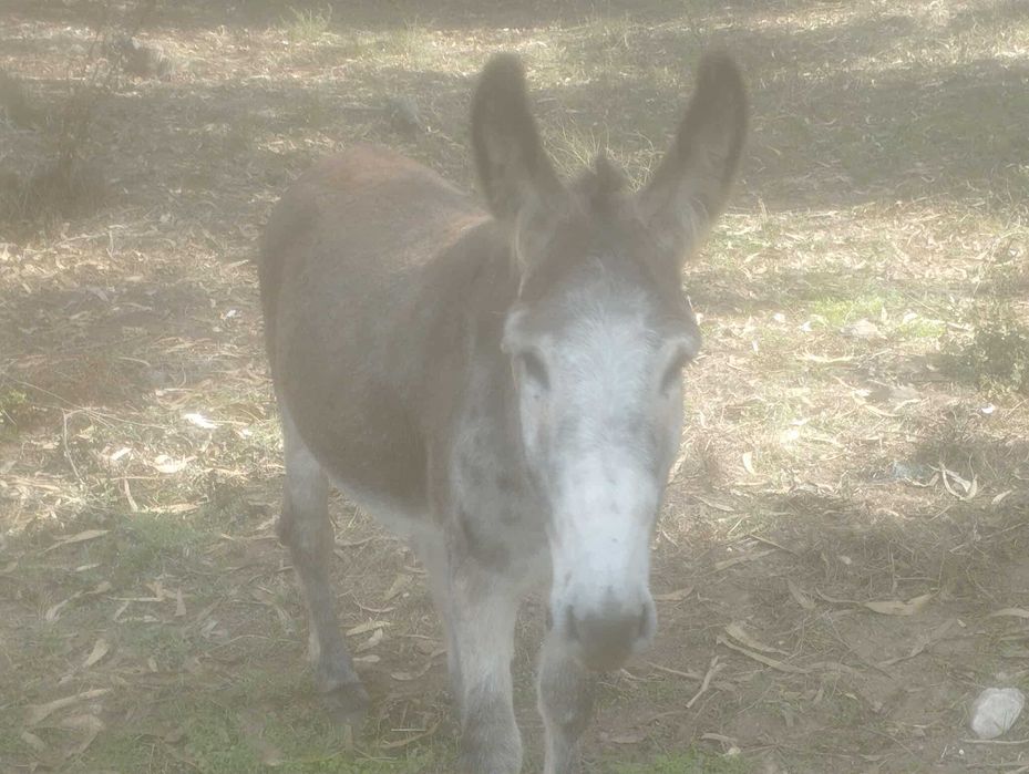 Vendo burro inteiro zona de agueda