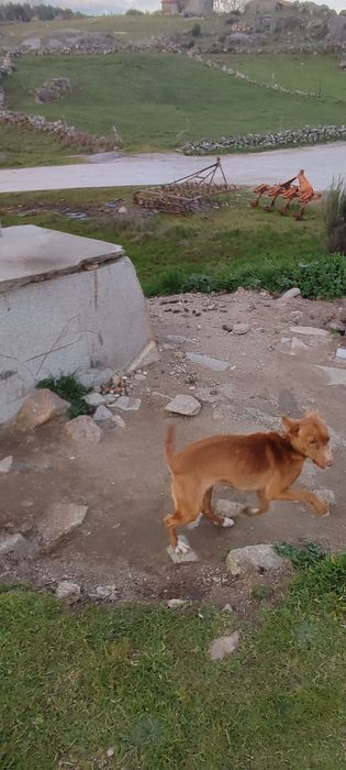 Cães Podengos de caça