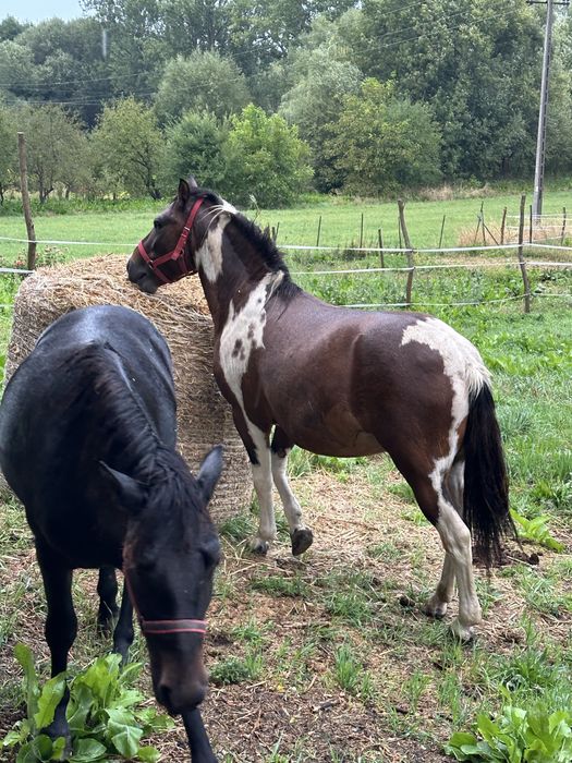 Wałach, Hucuł,Srokaty,koń pod siodło