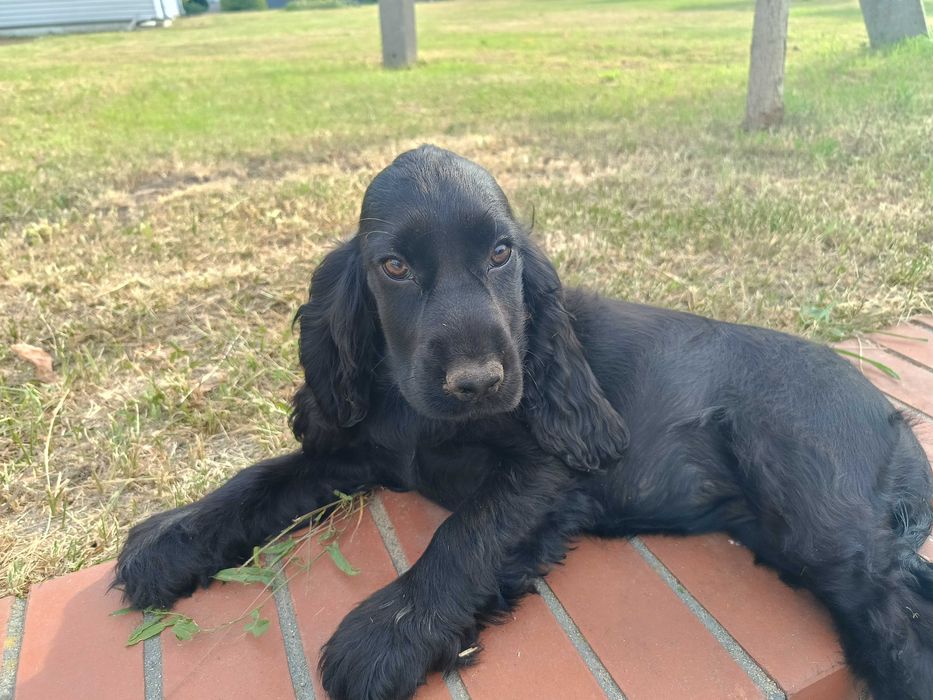 Cocker Spaniel Angielski-gotowy do odbioru/rodowód.