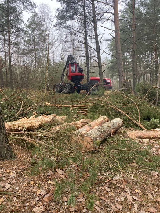 Brzoza, tartaczna - kłody, dłużyca, sosna papierówka