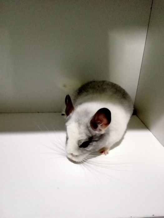 Szynszyl szynszyla szynszyle mozaika