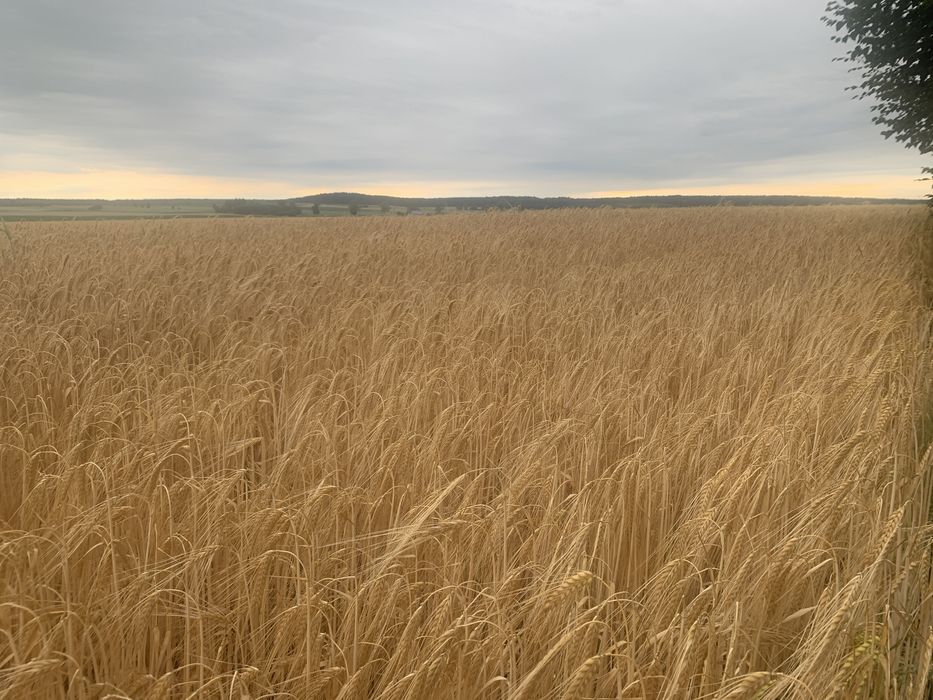 Słoma jęczmienna