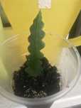 эпифиллум ангулигер подвесной Epiphyllum Anguliger