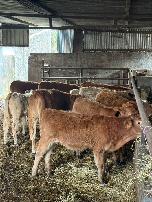 Vitelos e vitelas cruzados de limousine