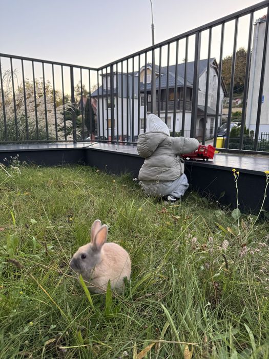 młody królik z klatką