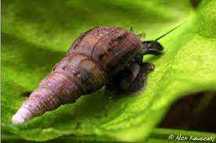 Melanoides Tuberculata – Caracois