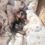 Cavalier King Charles spaniel maści B &t