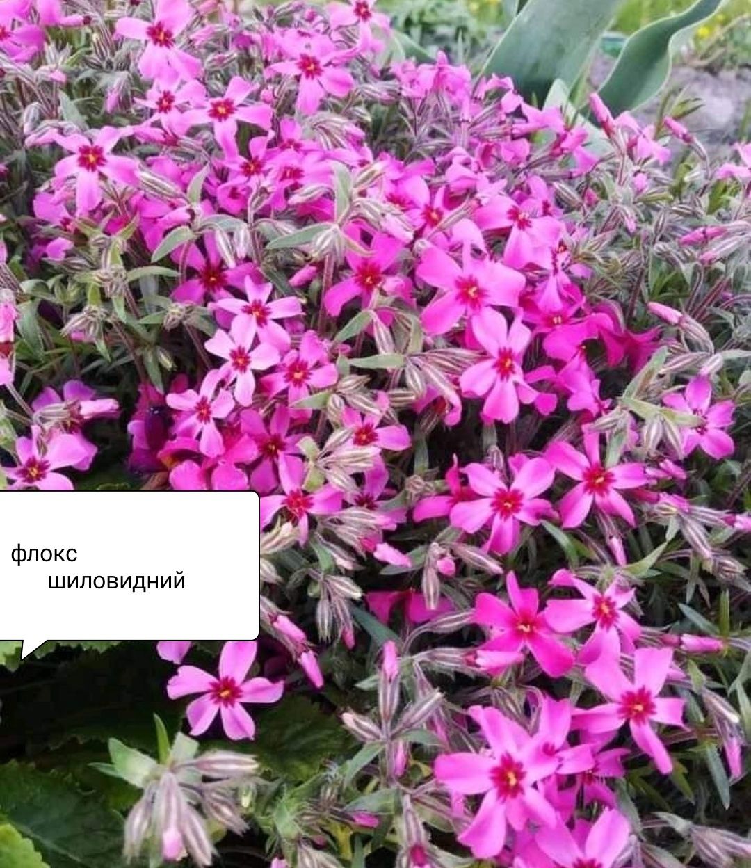 Продам квіти багаторічні