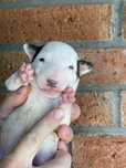 Bulterrier miniaturowy, suczka ZKwP/FCI