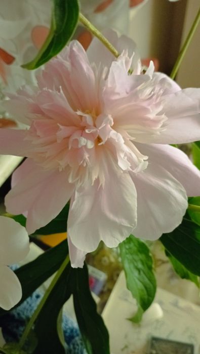 Рослини для відкритого грунту