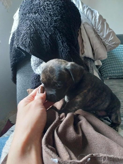 Oddam pieski do nowych domków