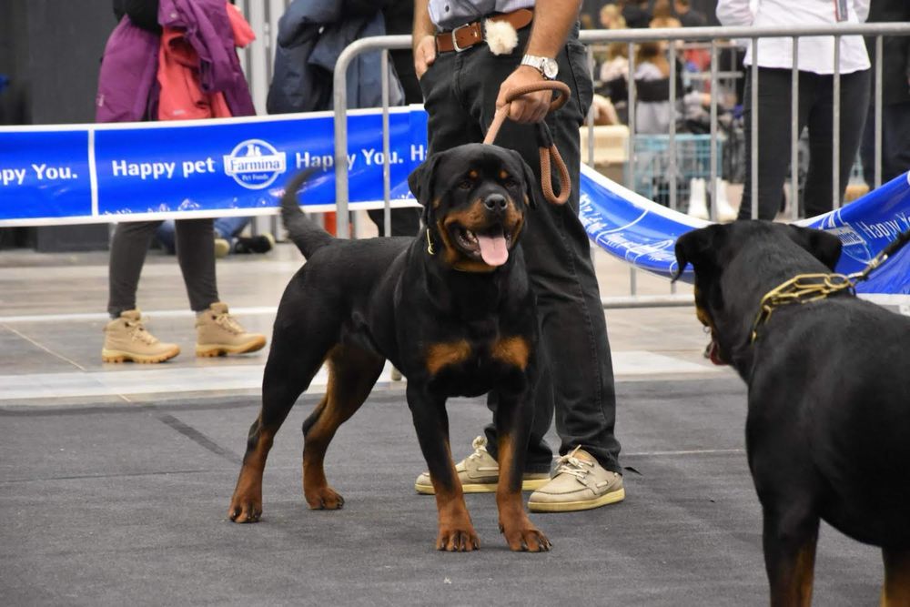 Szczeniak Rottweiler GRYFIA SFORA FCI