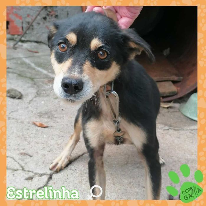 Estrelinha e Bobby - Cão - panheiros para adoção