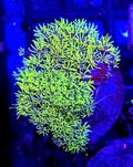 Ultra Fluo Green Pachyclavularia Briareum Trawka Szczeoka 3x3cm
