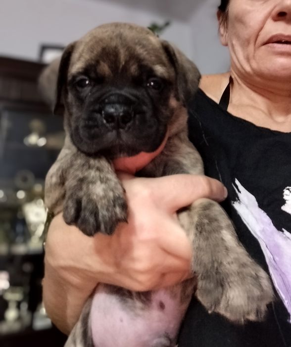 Bullmastiff - zapowiedź szczeniąt