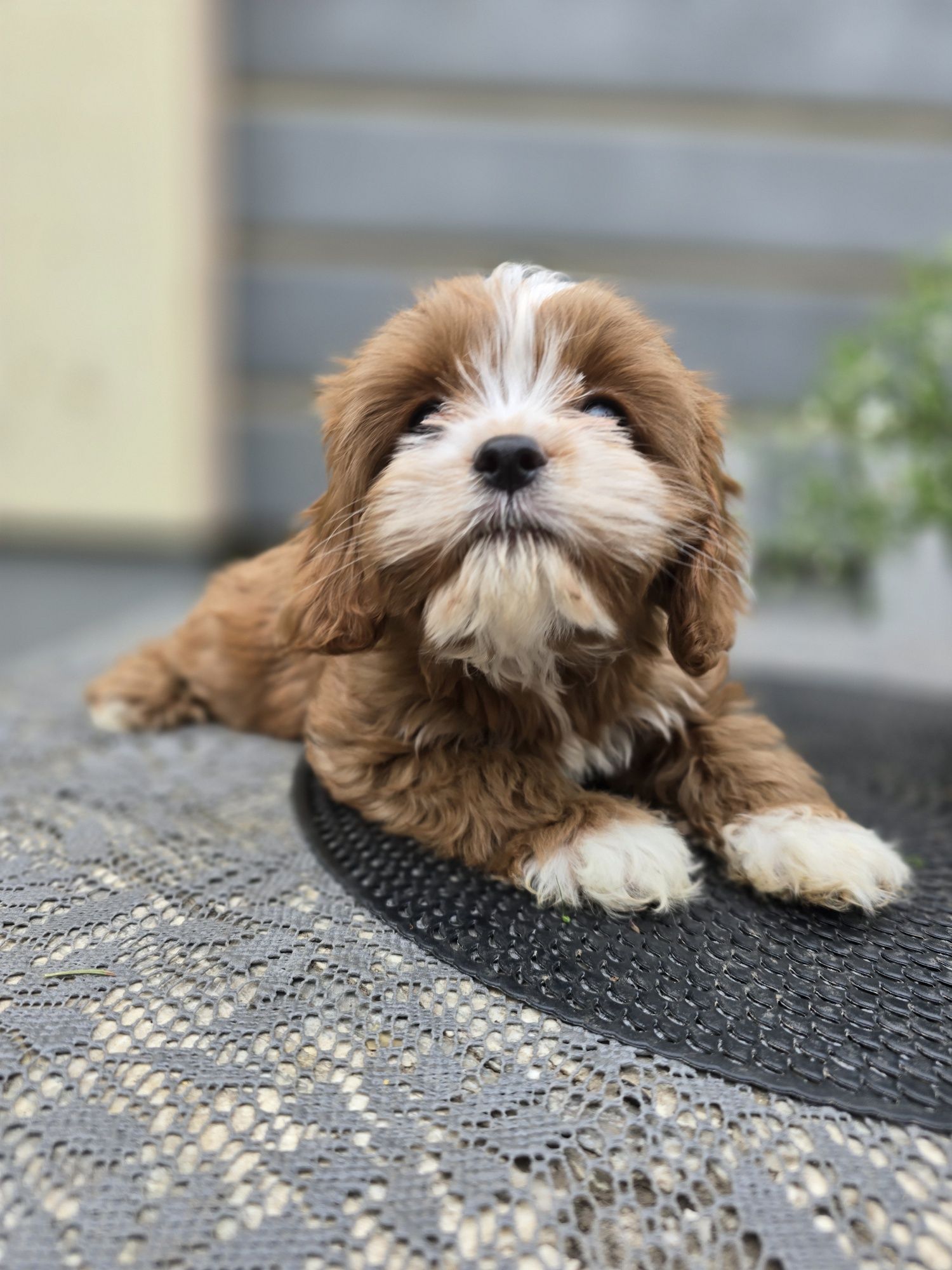 Cavapoo/ dziewczynka / red/