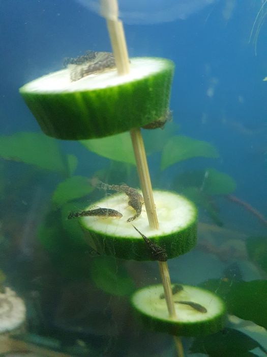 Sprzedam młode molinezja. Slimaki Helenki. Krewetki